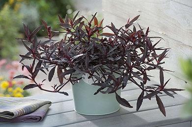 2022暑期高能电玩节：《代号：绝世好武功》实机展示视频曝光