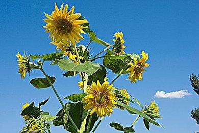 扫雷解谜游戏《揭谜而起！》正式发售 国区售价52元